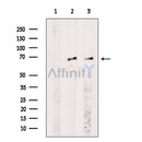 HSP60 Antibody -AF6732