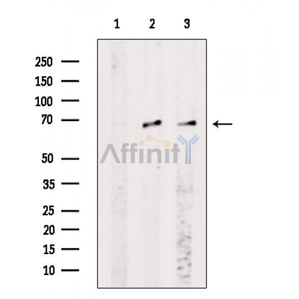 HSP60 Antibody -AF6732