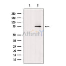 HSP70 Antibody -AF6734