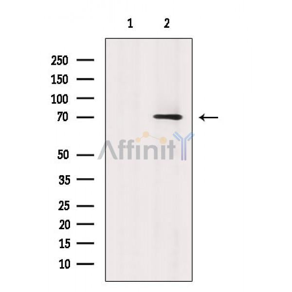 HSP70 Antibody -AF6734