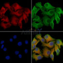 EPRS Antibody -AF6737