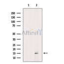Profilin 1 Antibody -AF6739