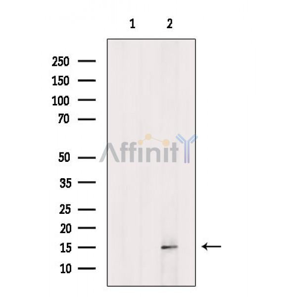 Profilin 1 Antibody -AF6739