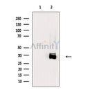 Nucleophosmin Antibody -AF6740