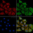 eIF4E Antibody -AF6741