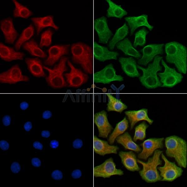 eIF4E Antibody -AF6741