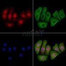 Progesterone Receptor Antibody -AF6742