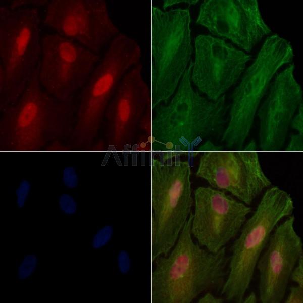 p53 Antibody -AF6747