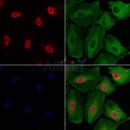 Lamin A/C Antibody -AF6752