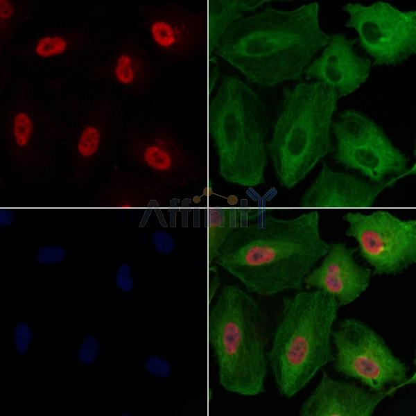 Lamin A/C Antibody -AF6752