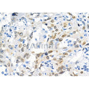 Lamin A/C Antibody -AF6753