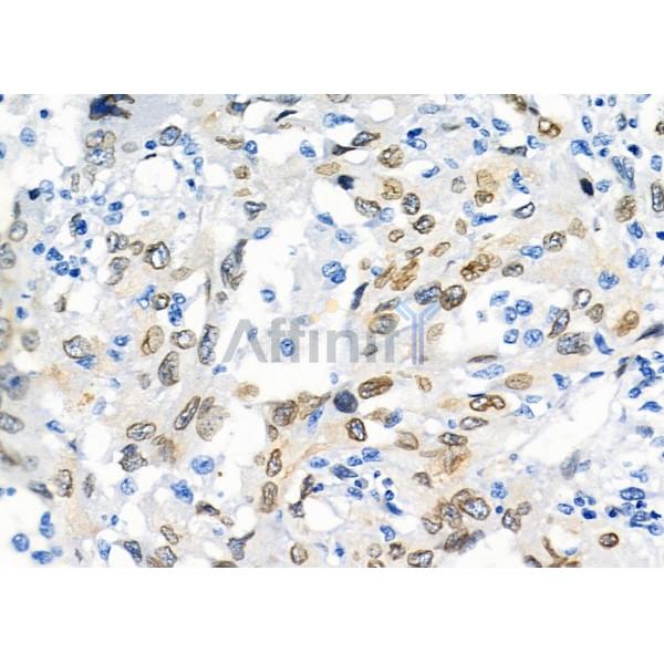 Lamin A/C Antibody -AF6753