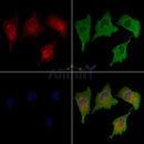 ABCA1 Antibody -AF6758