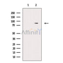 LETM1 Antibody -AF6759