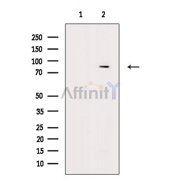 LETM1 Antibody -AF6759