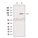 Mitofusin 2 Antibody -AF6760