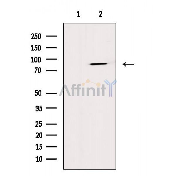 Mitofusin 2 Antibody -AF6760