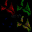 XIRP1 Antibody -AF6762