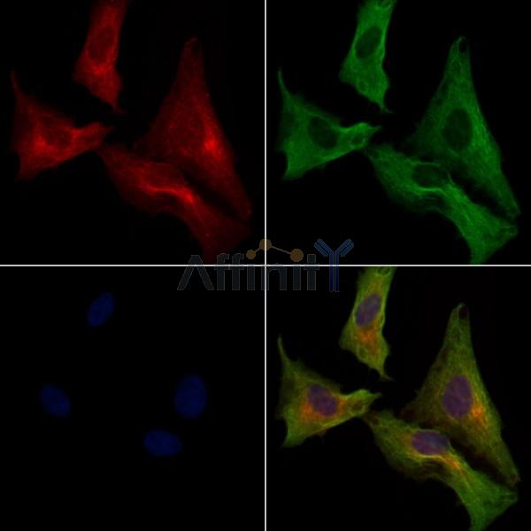 XIRP1 Antibody -AF6762