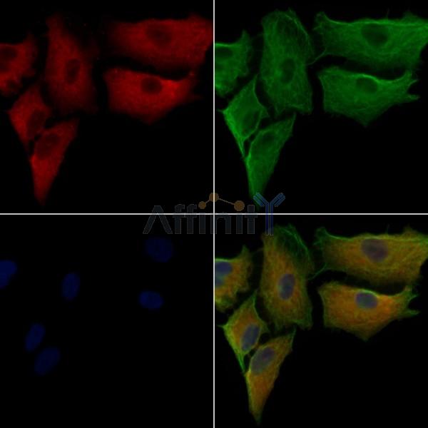 ACTN1/2/3/4 Antibody -AF6766