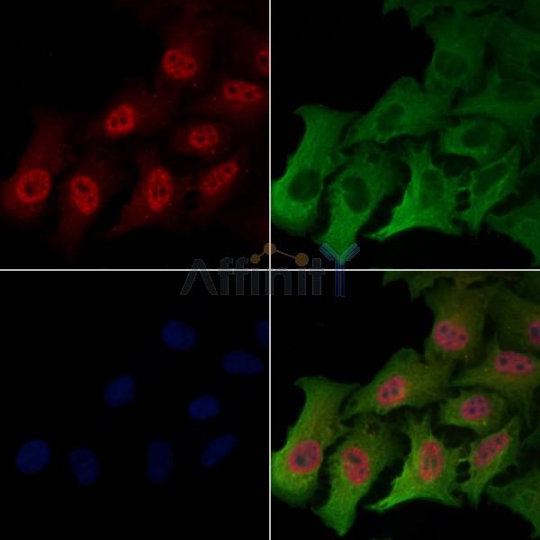 Bub1 Antibody -AF6767