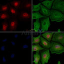 Bub1 Antibody -AF6768