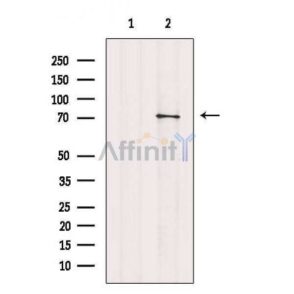TIF1 alpha Antibody -AF6774