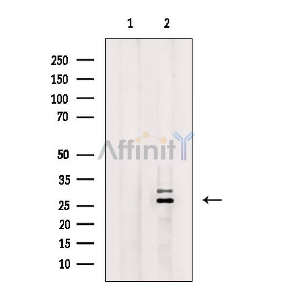 RAB7L1 Antibody -AF6777