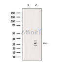 RAB7L1 Antibody -AF6778