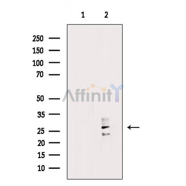 RAB7L1 Antibody -AF6778