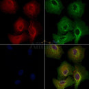 SCD1 Antibody -AF6781
