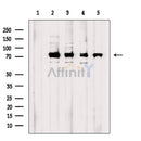 DDX3 Antibody -AF6782
