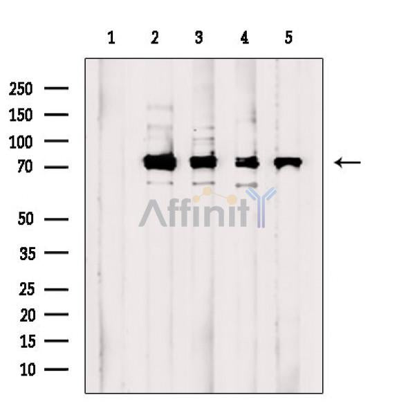 DDX3 Antibody -AF6782