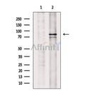 DRP1 Antibody -AF6784