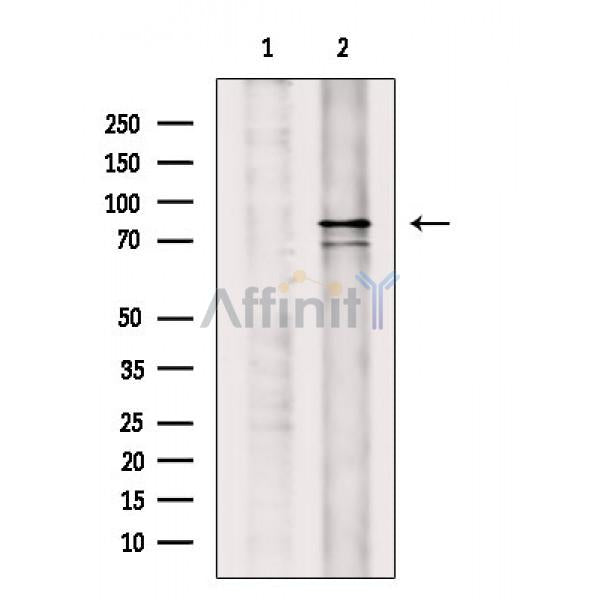 DRP1 Antibody -AF6784