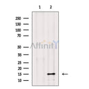FXYD1/PLM Antibody -AF6786