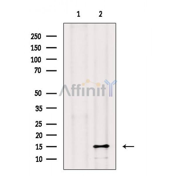 FXYD1/PLM Antibody -AF6786