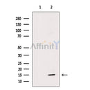 FXYD1/PLM Antibody -AF6787