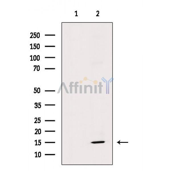 FXYD1/PLM Antibody -AF6787