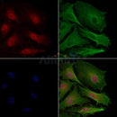SGK1 Antibody -AF6789