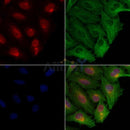 Dnmt1 Antibody -AF6790