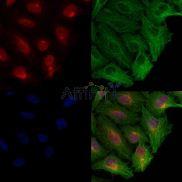 Dnmt1 Antibody -AF6790