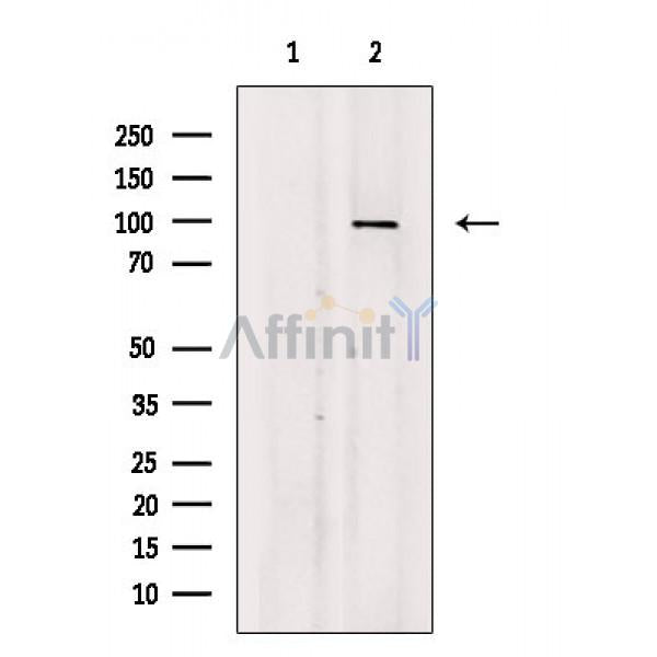 IREB1 Antibody -AF6792