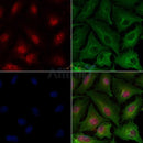 beta Catenin Antibody -AF6797