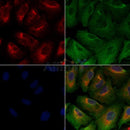 HER3/ErbB3 Antibody -AF6802