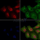 MKK3/MKK6 Antibody -AF6804