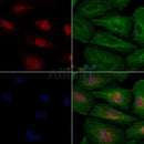 MKK3/MKK6 Antibody -AF6805
