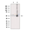 ARRB1 Antibody -AF6806