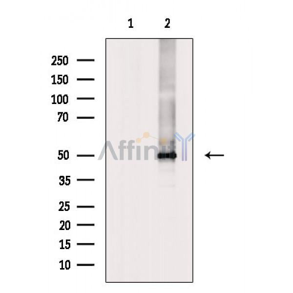 ARRB1 Antibody -AF6806