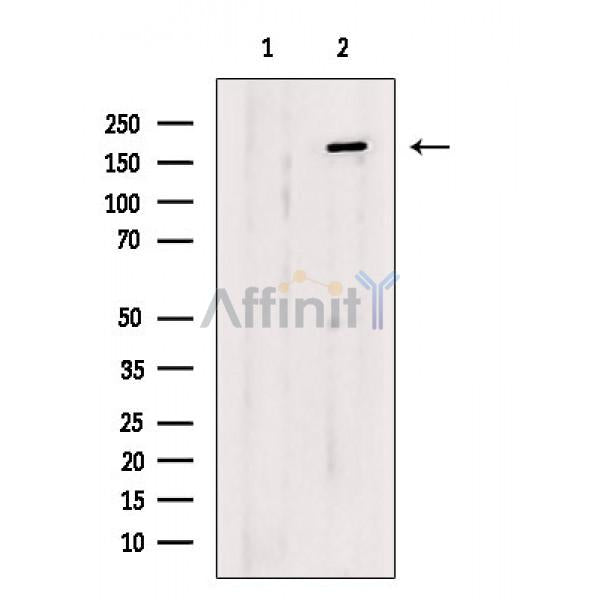 IRS1 Antibody -AF6807